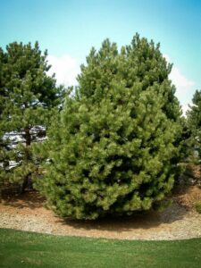 Сосна Чёрная (Pinus Nigra) купить по цене от 270.00р. в интернет-магазине «Посадика» с доставкой почтой в в Снегирие и по всей России – [изображение №1].