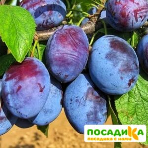 Слива Чачакская ранняя купить по цене от 229.00р. в интернет-магазине «Посадика» с доставкой почтой в в Снегирие и по всей России – [изображение №1].