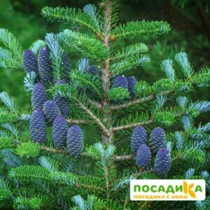 Пихта корейская (Abies koreana) купить по цене от 450.00р. в интернет-магазине «Посадика» с доставкой почтой в в Снегирие и по всей России – [изображение №1].