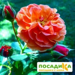 Роза Арабия купить по цене от 350.00р. в интернет-магазине «Посадика» с доставкой почтой в в Снегирие и по всей России – [изображение №1].