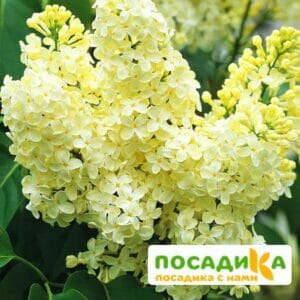 Сирень Примроуз (Primrose) купить по цене от 529.00р. в интернет-магазине «Посадика» с доставкой почтой в в Снегирие и по всей России – [изображение №1].