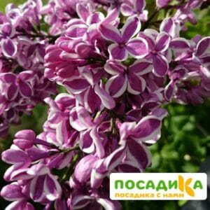 Сирень Сенсация купить по цене от 529.00р. в интернет-магазине «Посадика» с доставкой почтой в в Снегирие и по всей России – [изображение №1].