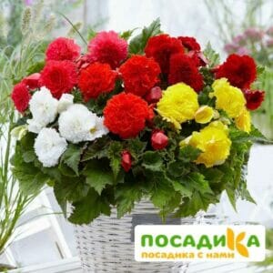 Бегония Фимбриата купить по цене от 235р. в интернет-магазине «Посадика» с доставкой почтой в в Снегирие и по всей России – [изображение №1].