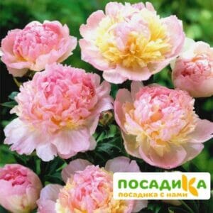 Пион Распберри Сандей (Paeonia Raspberry Sundae) купить по цене от 959р. в интернет-магазине «Посадика» с доставкой почтой в в Снегирие и по всей России – [изображение №1].