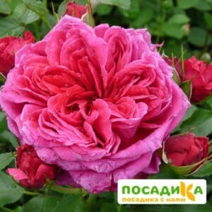 Шраб Роза Соул купить по цене от 390.00р. в интернет-магазине «Посадика» с доставкой почтой в в Снегирие и по всей России – [изображение №1].