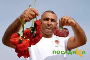 Клубника Гигант Джорнея купить по цене от 266р. в интернет-магазине «Посадика» с доставкой почтой в в Снегирие и по всей России – [изображение №1].