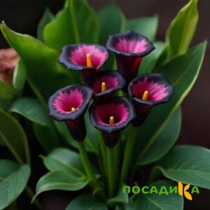 Калла Аура Лейс купить по цене от 400р. в интернет-магазине «Посадика» с доставкой почтой в в Снегирие и по всей России – [изображение №1].