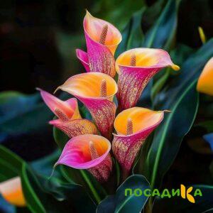 Калла Оникс купить по цене от 450р. в интернет-магазине «Посадика» с доставкой почтой в в Снегирие и по всей России – [изображение №1].