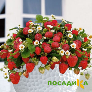 Клубника Рубиновый Шепот (горшечная) купить по цене от 240р. в интернет-магазине «Посадика» с доставкой почтой в в Снегирие и по всей России – [изображение №1].