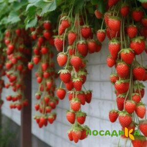 Клубника вьющаяся Комплимент купить по цене от 470р. в интернет-магазине «Посадика» с доставкой почтой в в Снегирие и по всей России – [изображение №1].