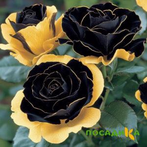 Роза Ханни Сикл купить по цене от 700р. в интернет-магазине «Посадика» с доставкой почтой в в Снегирие и по всей России – [изображение №1].