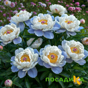 Пион акварельный Этюд купить по цене от 806р. в интернет-магазине «Посадика» с доставкой почтой в в Снегирие и по всей России – [изображение №1].
