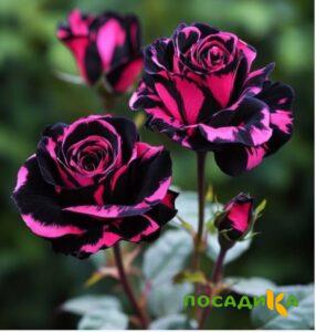 Роза Багровый Шепот купить по цене от 366р. в интернет-магазине «Посадика» с доставкой почтой в в Снегирие и по всей России – [изображение №1].