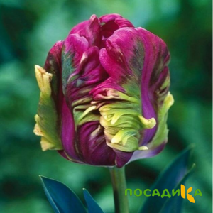 Тюльпан Экзотик Хэвен купить по цене от 186р. в интернет-магазине «Посадика» с доставкой почтой в в Снегирие и по всей России – [изображение №1].