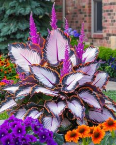 Хоста Кримэн Дрим купить по цене от 549р. в интернет-магазине «Посадика» с доставкой почтой в в Снегирие и по всей России – [изображение №1].