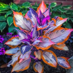 Хоста Эмеральд Тиара купить по цене от 602р. в интернет-магазине «Посадика» с доставкой почтой в в Снегирие и по всей России – [изображение №1].