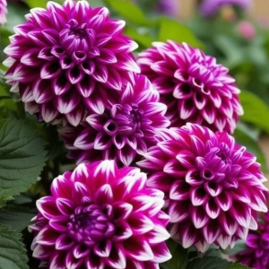 Георгин Кристал Корт купить по цене от 602р. в интернет-магазине «Посадика» с доставкой почтой в в Снегирие и по всей России – [изображение №1].