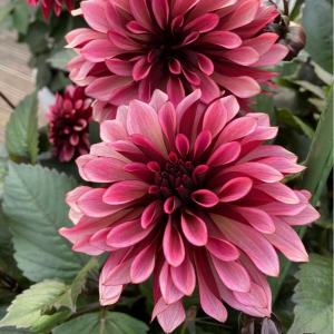 Георгин Перли Сансет купить по цене от 309р. в интернет-магазине «Посадика» с доставкой почтой в в Снегирие и по всей России – [изображение №1].