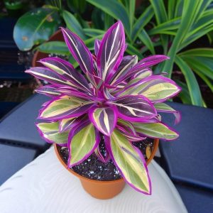 Хоста Сильвер Стик купить по цене от 650р. в интернет-магазине «Посадика» с доставкой почтой в в Снегирие и по всей России – [изображение №1].