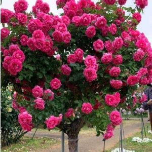 Роза Версаля купить по цене от 232р. в интернет-магазине «Посадика» с доставкой почтой в в Снегирие и по всей России – [изображение №1].