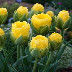 Тюльпан махровый Ванила Коп купить по цене от 159р. в интернет-магазине «Посадика» с доставкой почтой в в Снегирие и по всей России – [изображение №1].