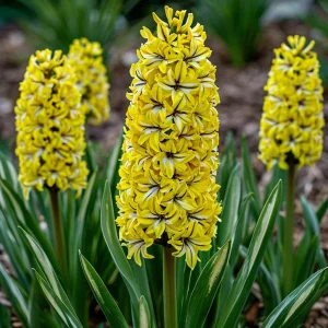 Гиацинт Сансет Голд купить по цене от 2099р. в интернет-магазине «Посадика» с доставкой почтой в в Снегирие и по всей России – [изображение №1].