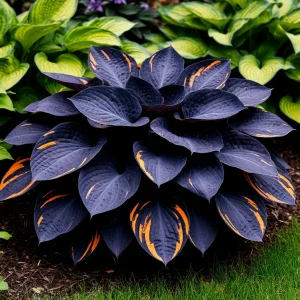 Хоста Умбра купить по цене от 349р. в интернет-магазине «Посадика» с доставкой почтой в в Снегирие и по всей России – [изображение №1].