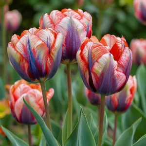 Тюльпан Эбисан Грэйс купить по цене от 217р. в интернет-магазине «Посадика» с доставкой почтой в в Снегирие и по всей России – [изображение №1].