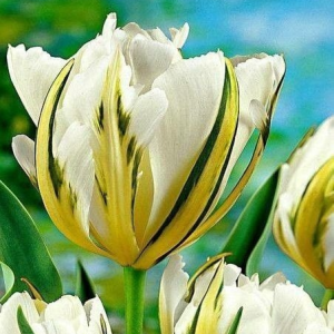 Тюльпан Экзотик Пуруссима купить по цене от 305р. в интернет-магазине «Посадика» с доставкой почтой в в Снегирие и по всей России – [изображение №1].