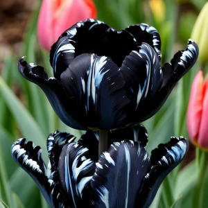Тюльпан Шелк Нуар купить по цене от 219р. в интернет-магазине «Посадика» с доставкой почтой в в Снегирие и по всей России – [изображение №1].