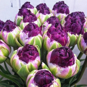 Тюльпан Анаконда купить по цене от 450р. в интернет-магазине «Посадика» с доставкой почтой в в Снегирие и по всей России – [изображение №1].