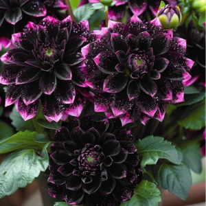 Георгин Лаванда Лейс купить по цене от 679р. в интернет-магазине «Посадика» с доставкой почтой в в Снегирие и по всей России – [изображение №1].