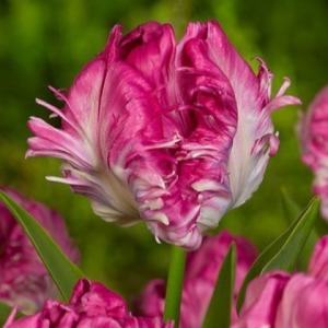 Тюльпан махровый Кул Кристал купить по цене от 400р. в интернет-магазине «Посадика» с доставкой почтой в в Снегирие и по всей России – [изображение №1].