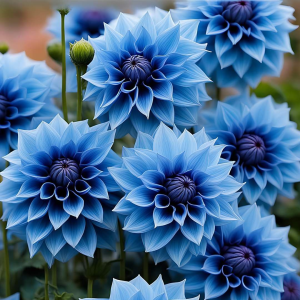 Георгин Вижапе купить по цене от 699р. в интернет-магазине «Посадика» с доставкой почтой в в Снегирие и по всей России – [изображение №1].