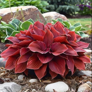 Хоста Рэд Эйнджл купить по цене от 549р. в интернет-магазине «Посадика» с доставкой почтой в в Снегирие и по всей России – [изображение №1].